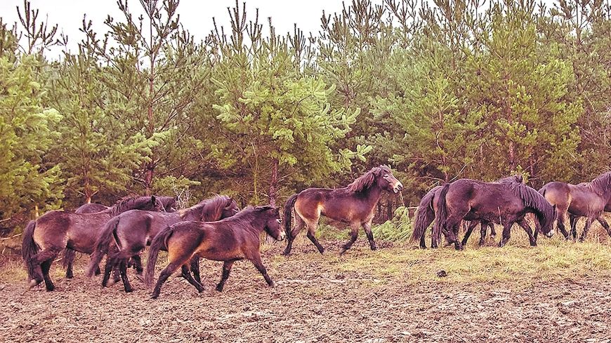 Pastviny pro divoké koně a zubry se rozšíří o 120 hektarů